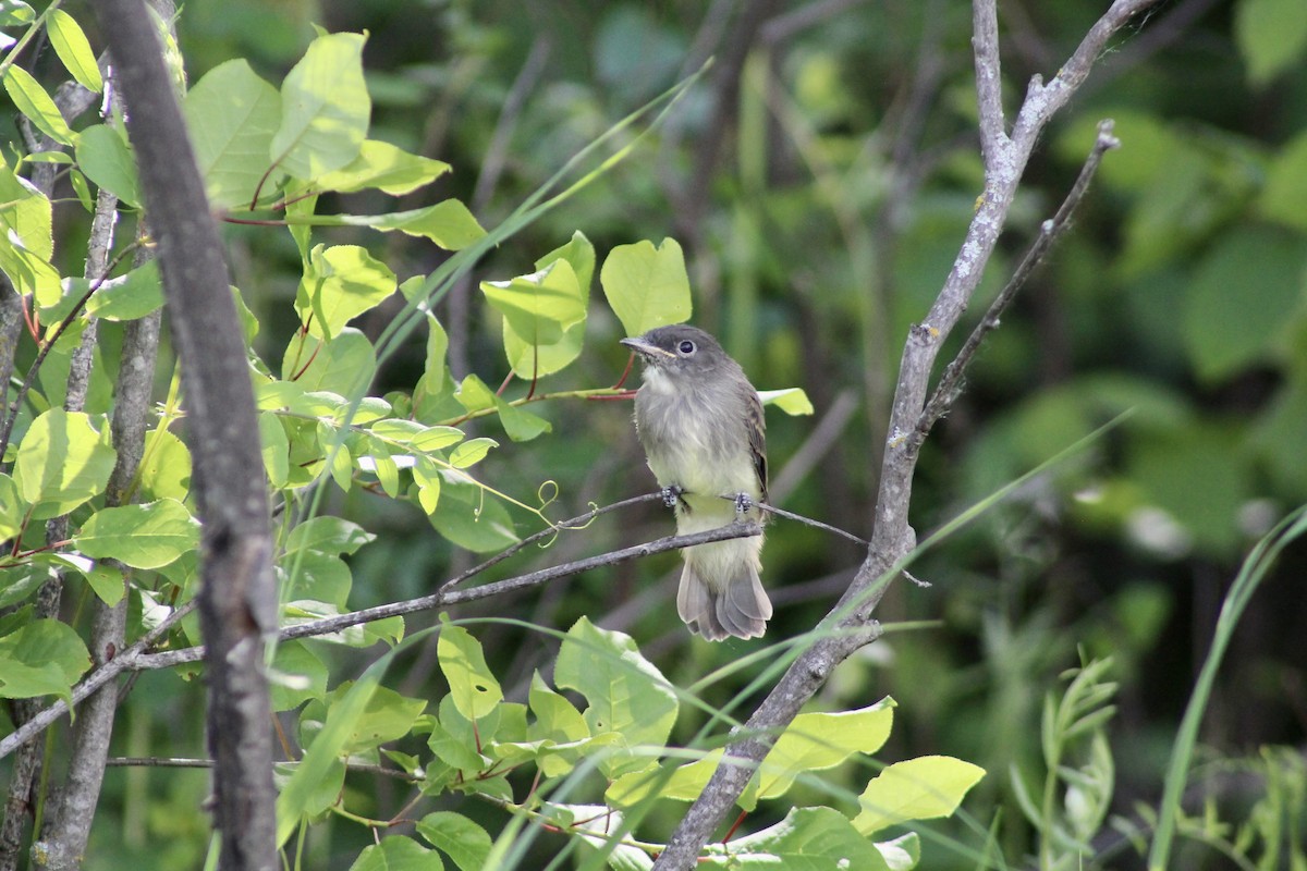 Eastern Phoebe - ML620804029