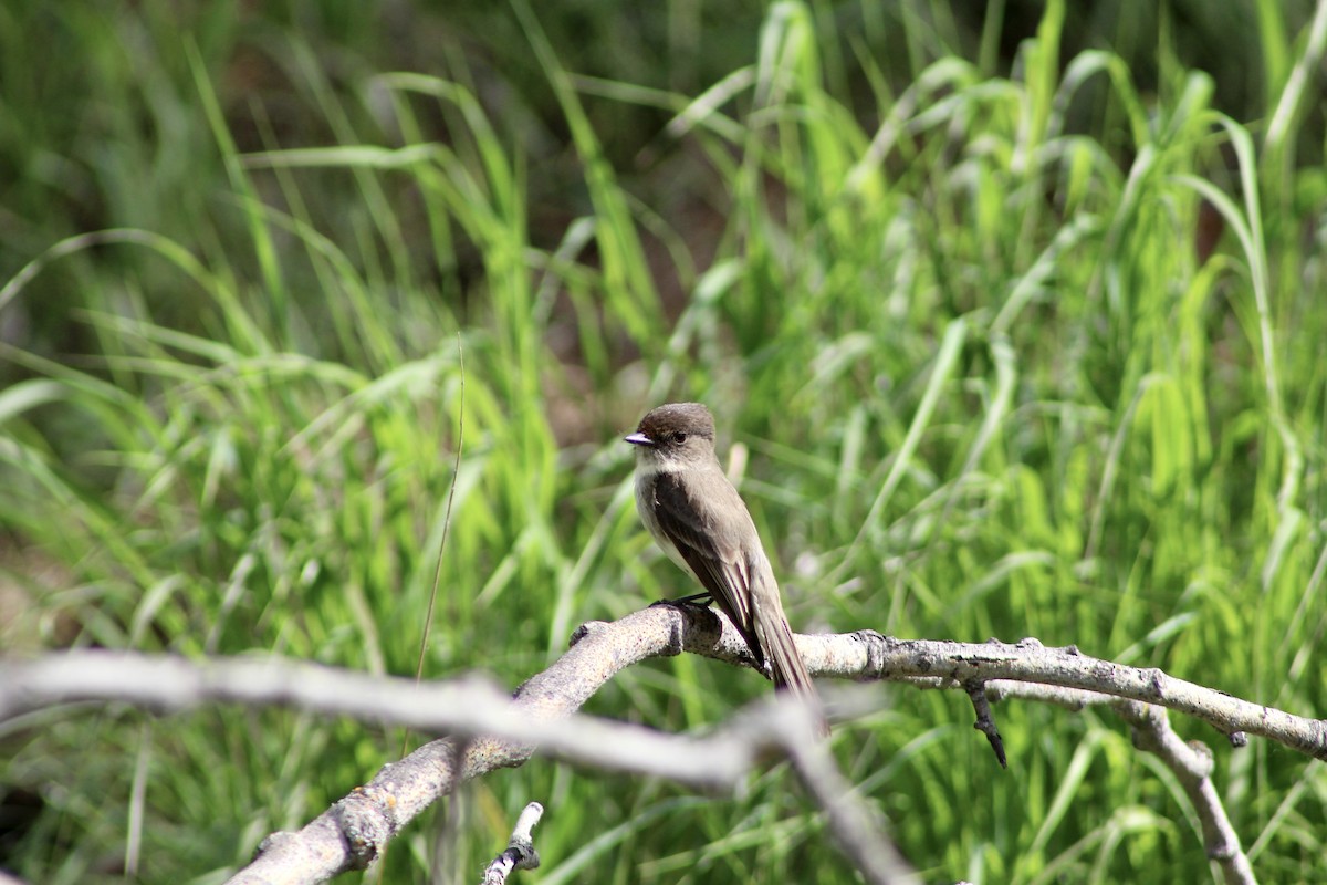 Eastern Phoebe - ML620804030