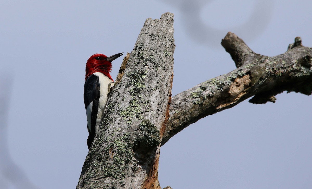 Red-headed Woodpecker - ML620804034