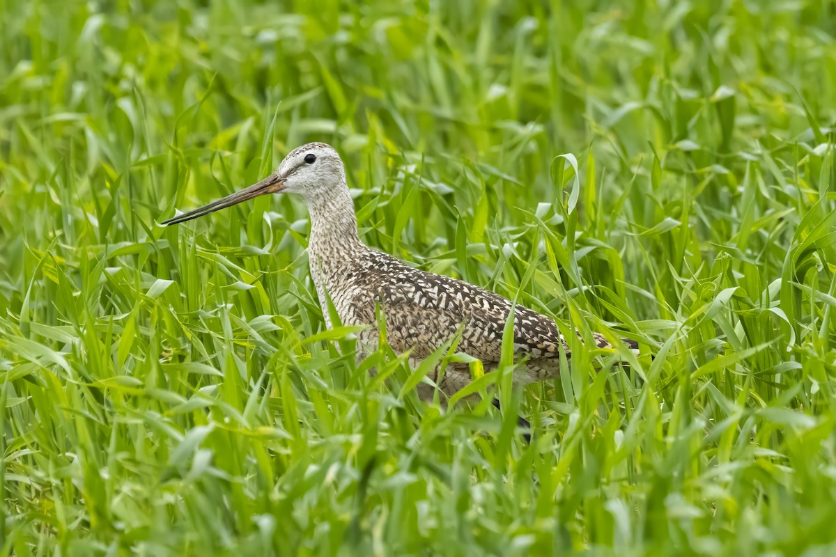 Marbled Godwit - ML620804039