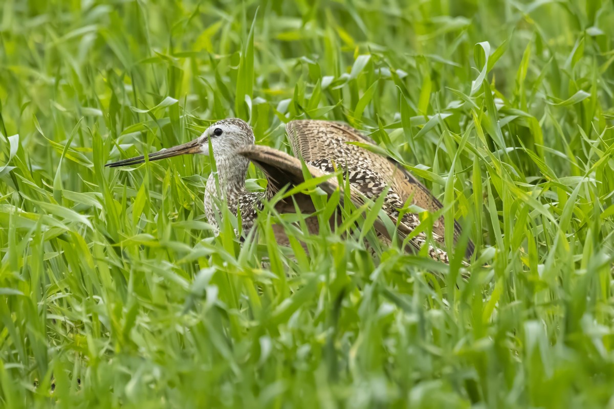 Marbled Godwit - ML620804040