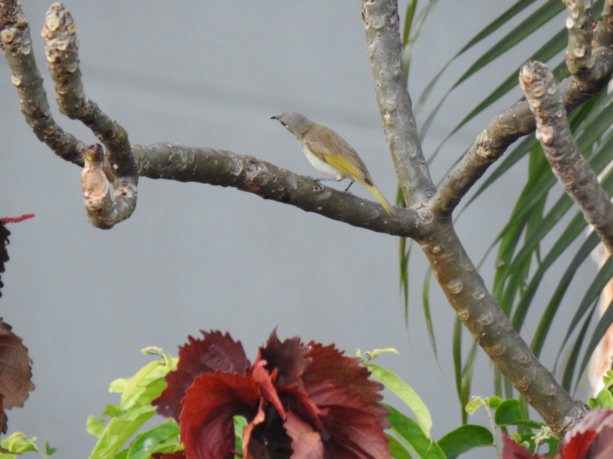 Brown Honeyeater - ML620804041