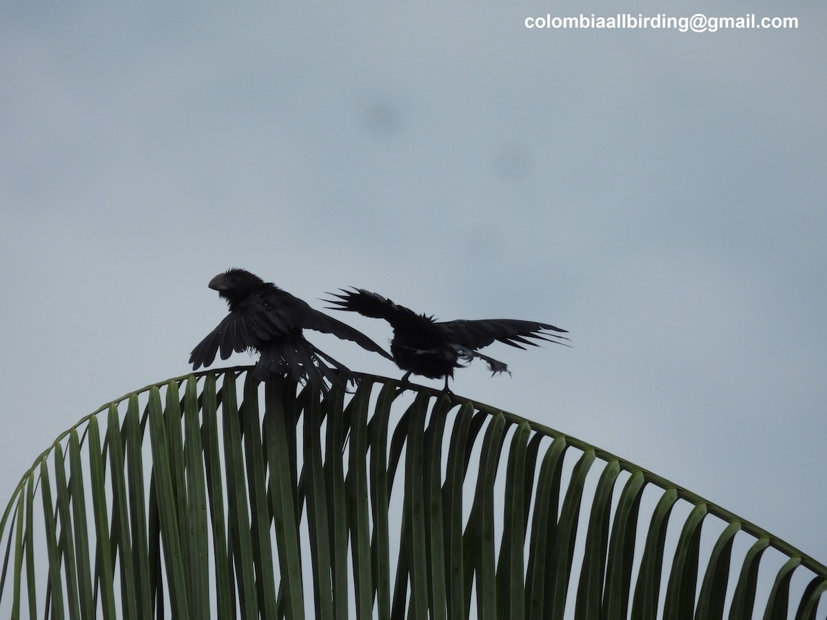 Smooth-billed Ani - ML620804042