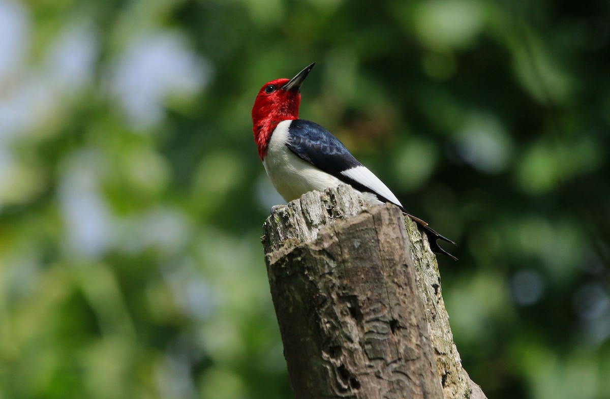 Red-headed Woodpecker - ML620804043