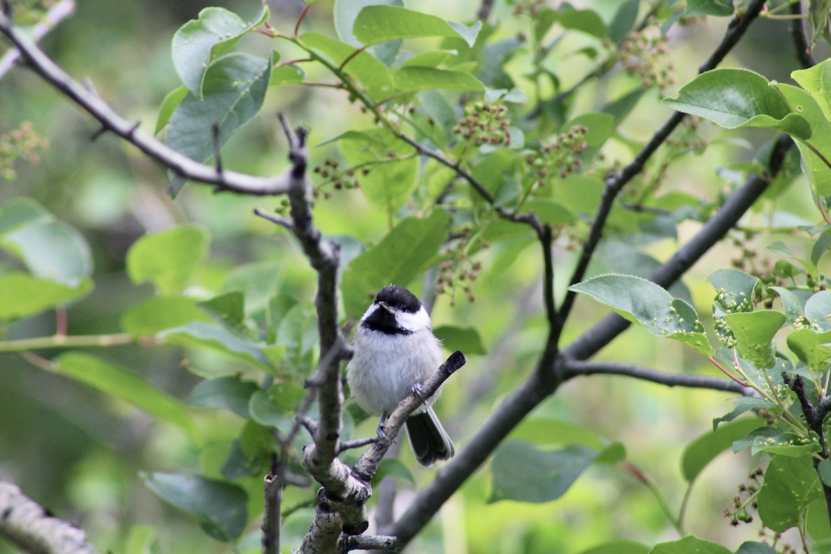 Black-capped Chickadee - ML620804052