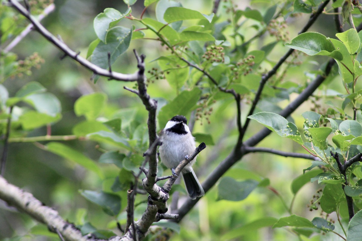 Black-capped Chickadee - ML620804053