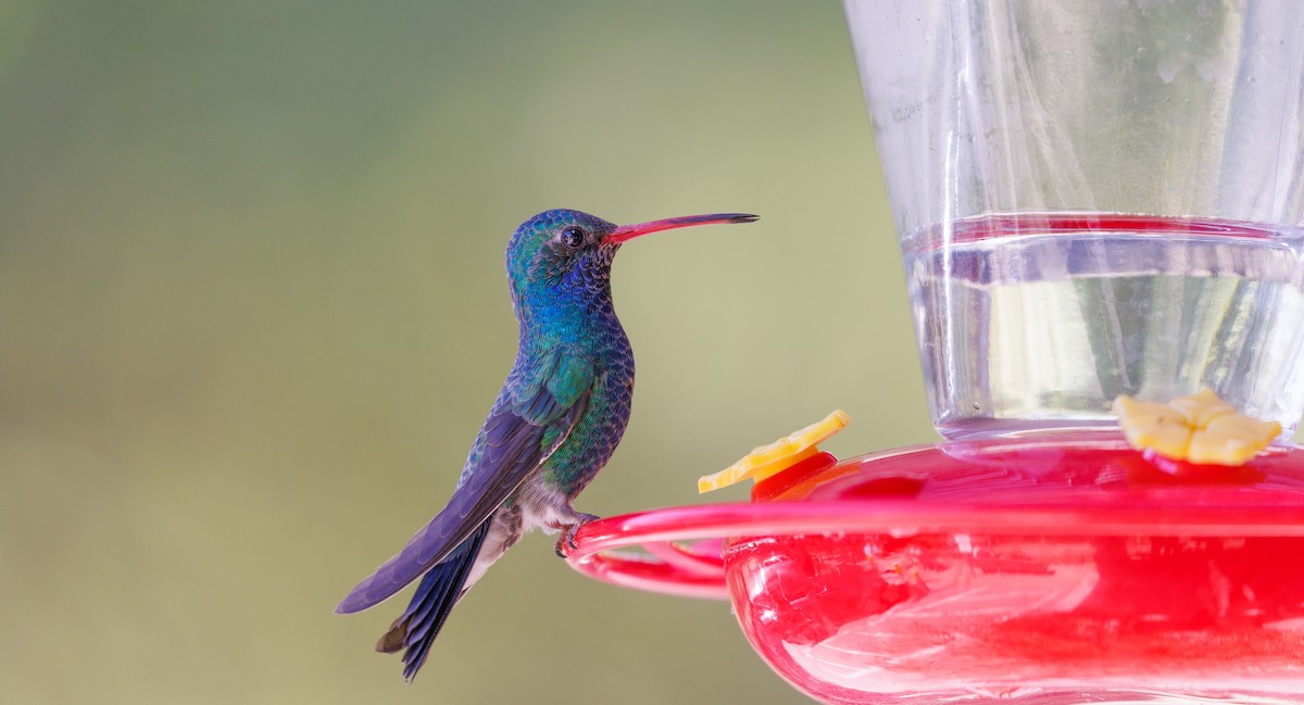 Broad-billed Hummingbird - Michael Sadat