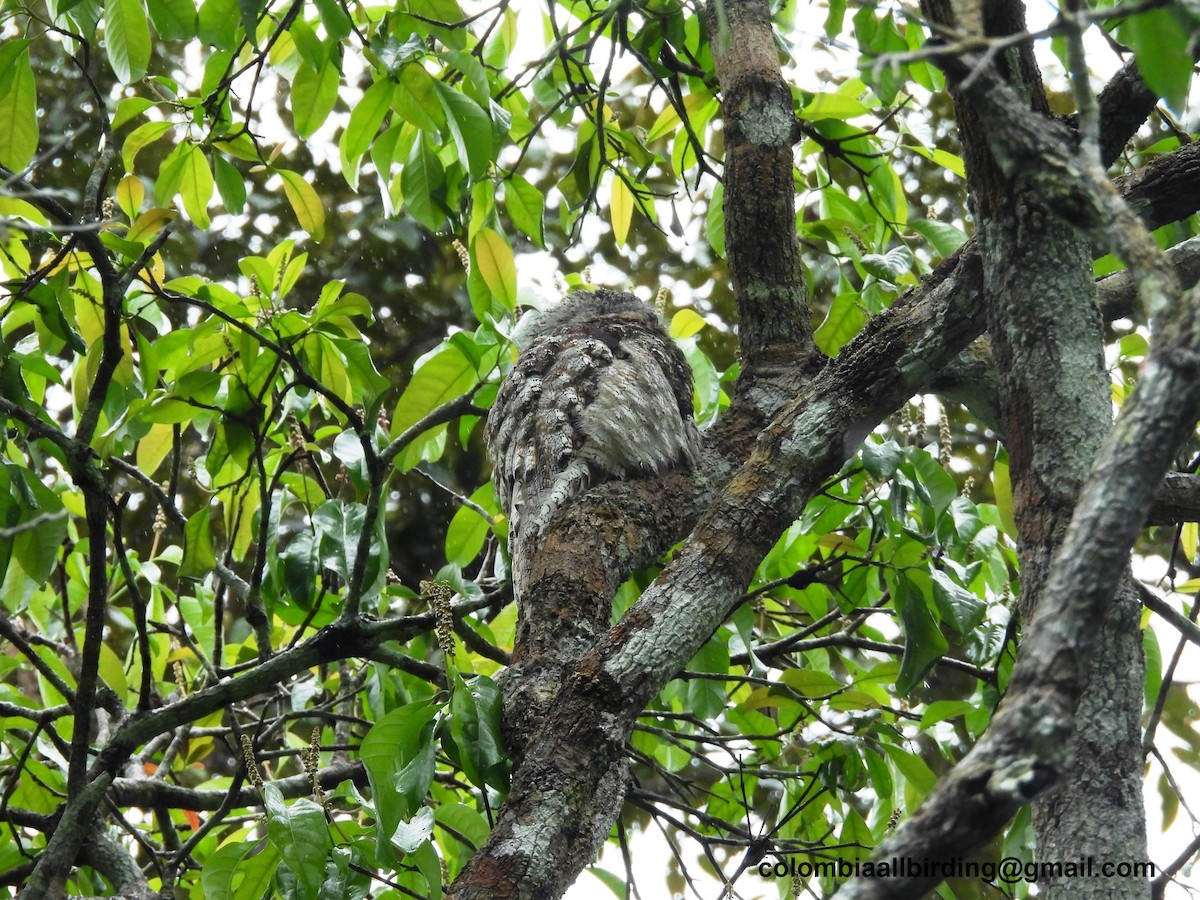 Great Potoo - ML620804057