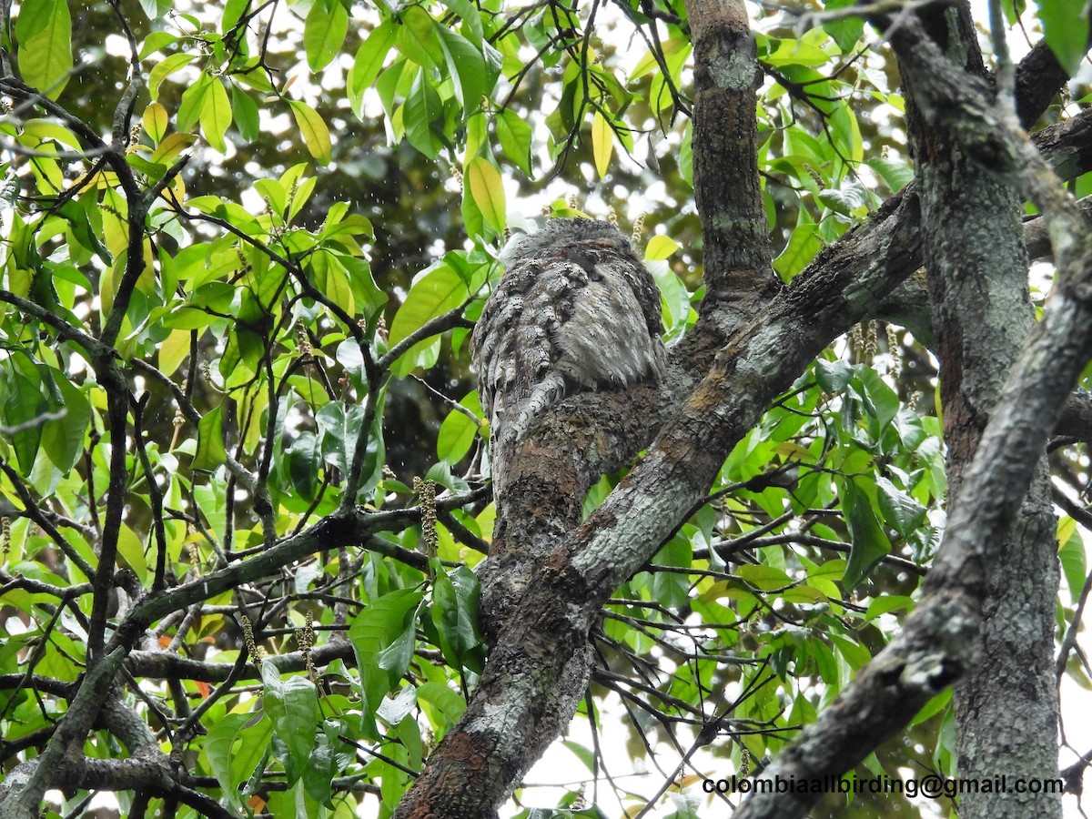 Great Potoo - ML620804071