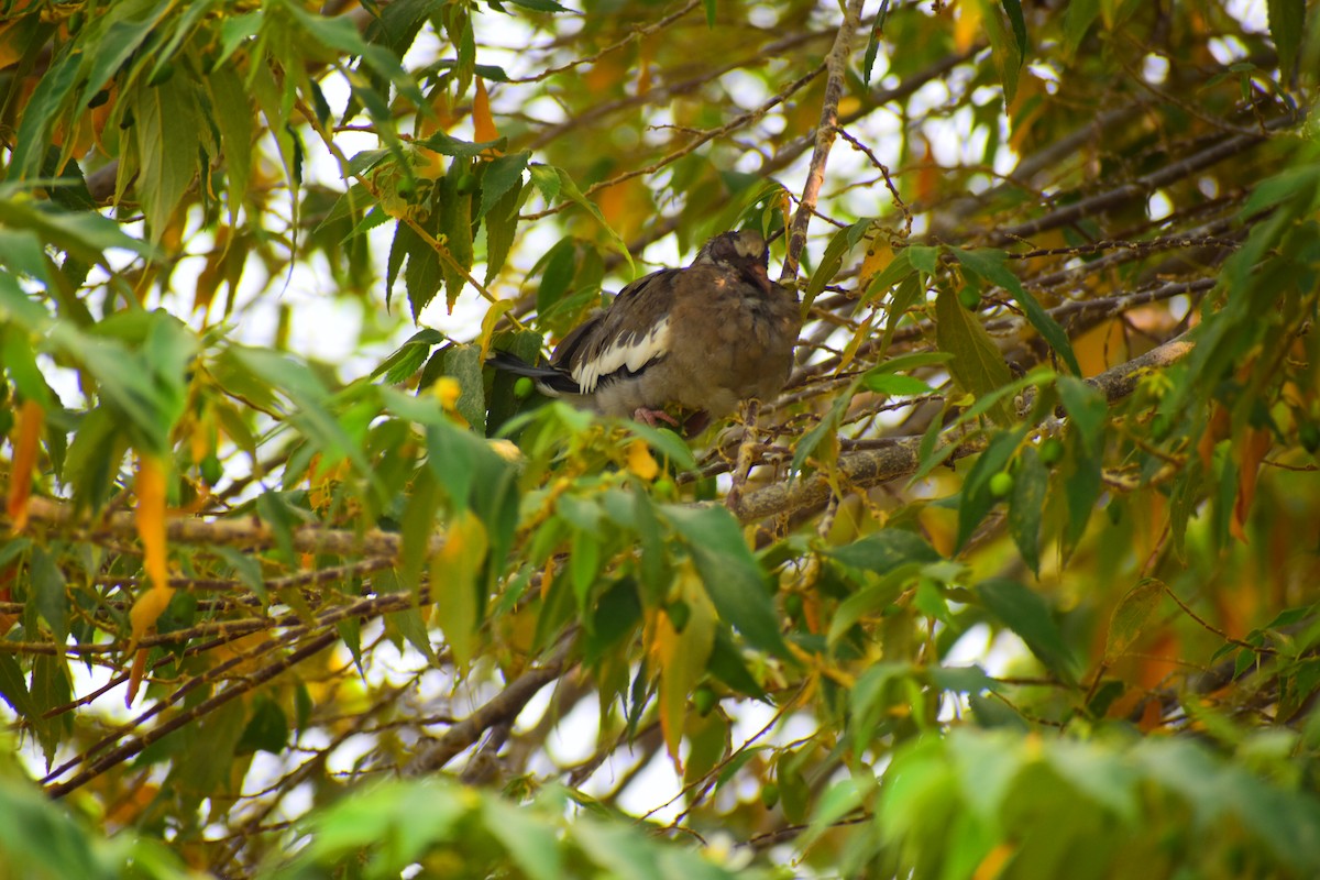 White-winged Dove - ML620804072