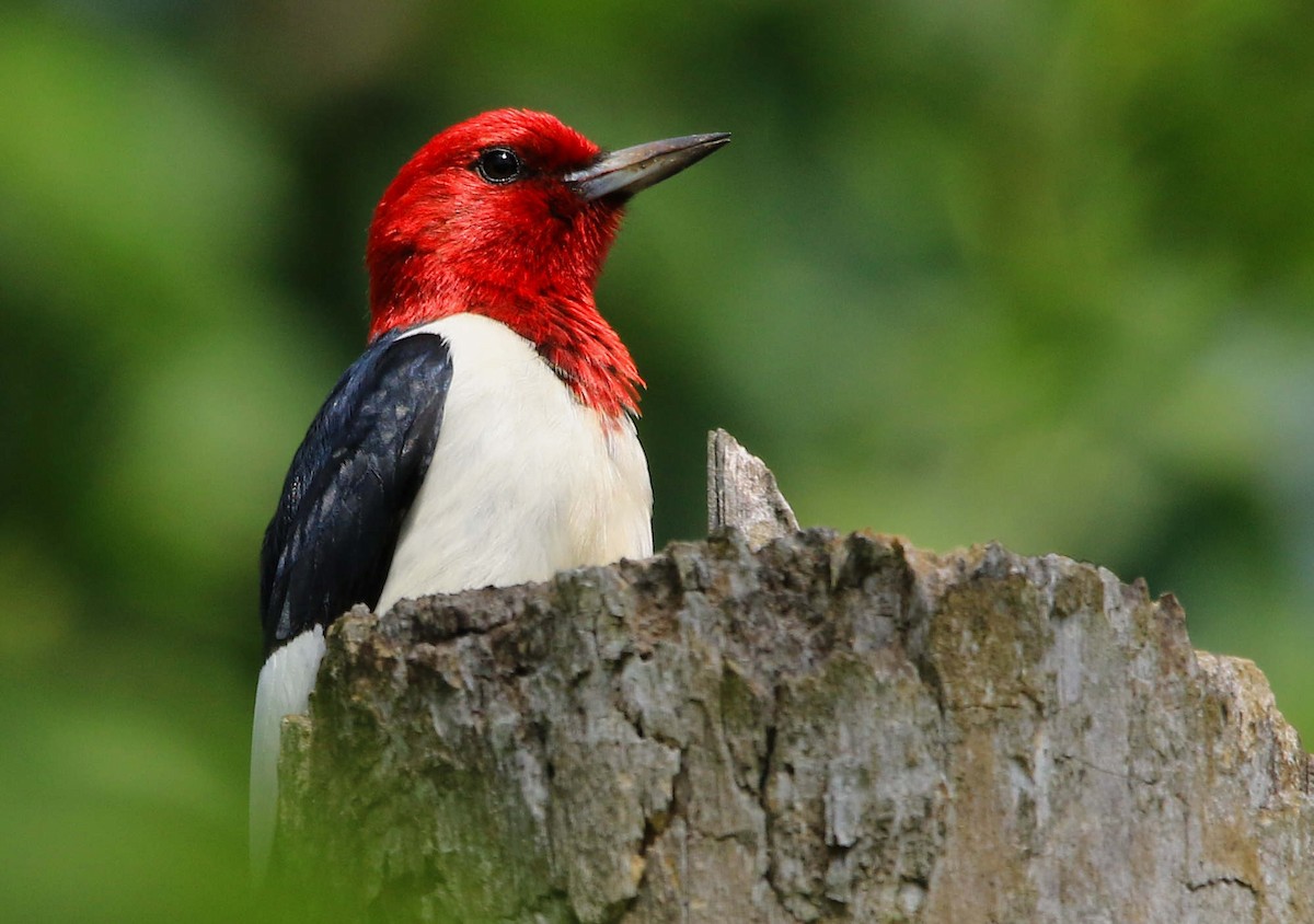 Red-headed Woodpecker - ML620804073