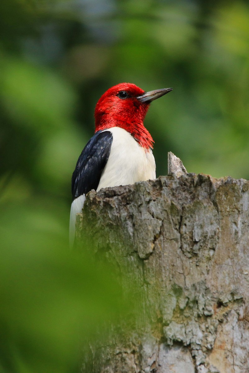 Red-headed Woodpecker - ML620804075