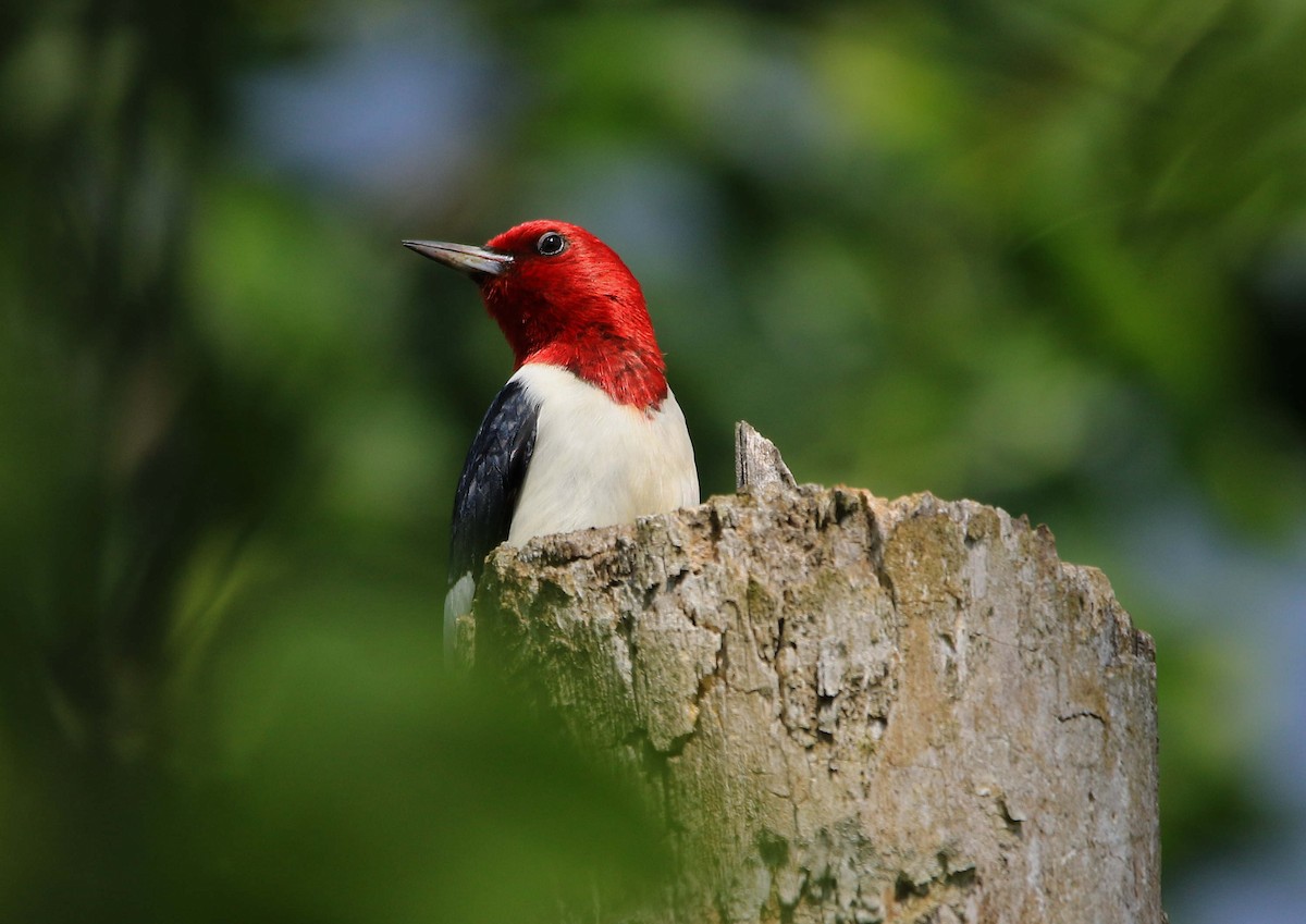 Red-headed Woodpecker - ML620804077