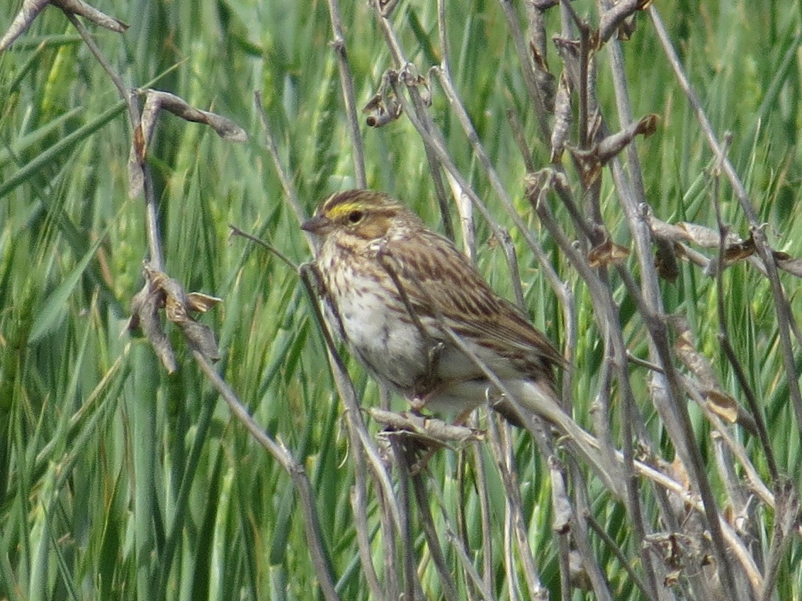 Savannah Sparrow - ML620804078