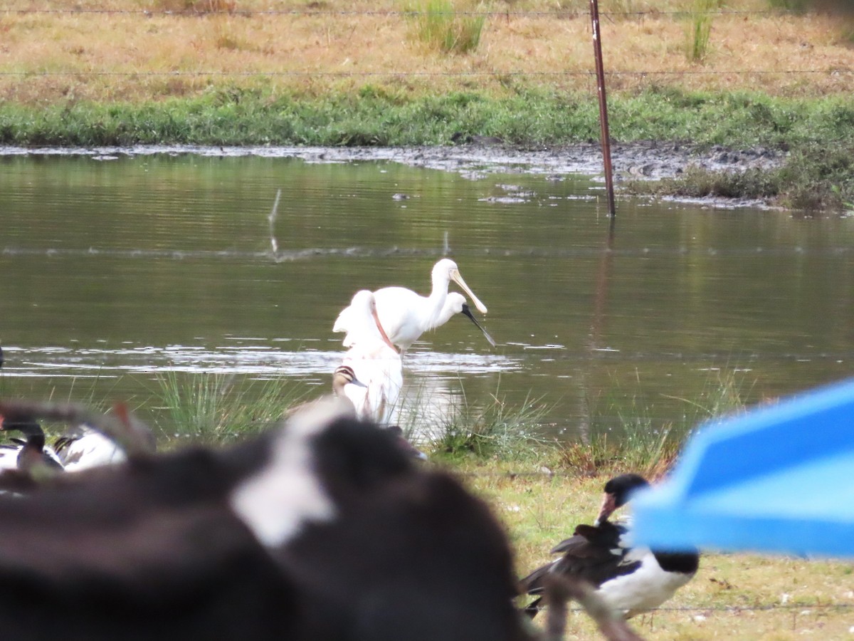 Yellow-billed Spoonbill - ML620804079