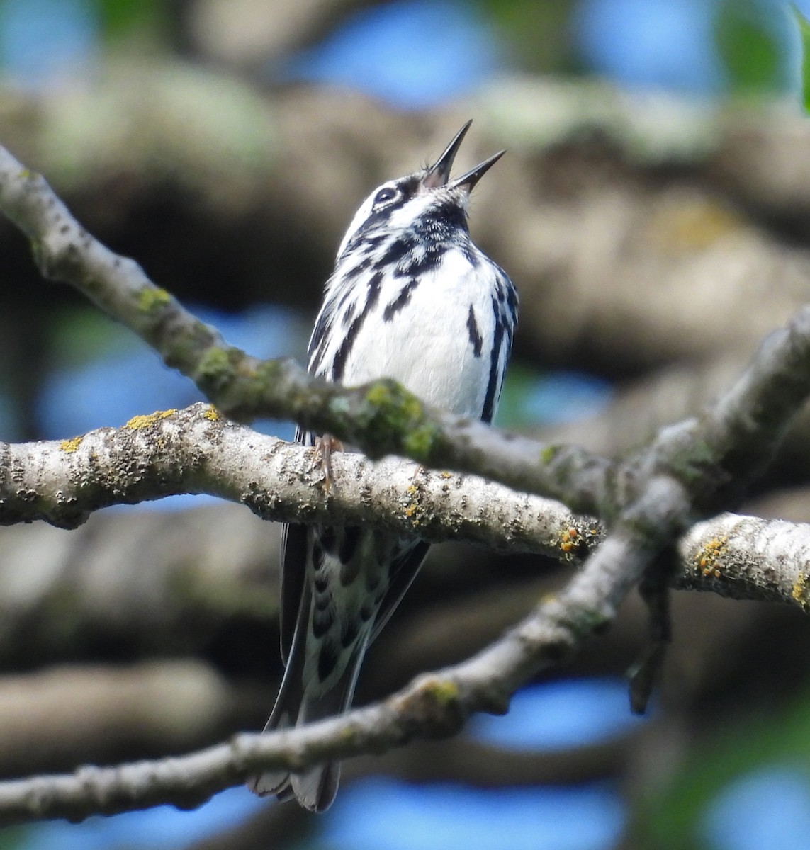 Black-and-white Warbler - ML620804080