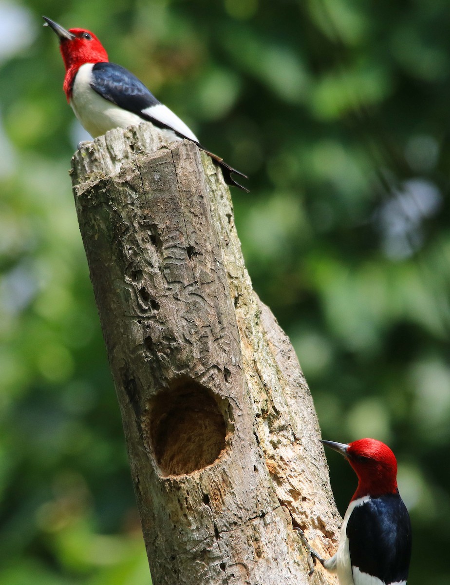 Red-headed Woodpecker - ML620804081