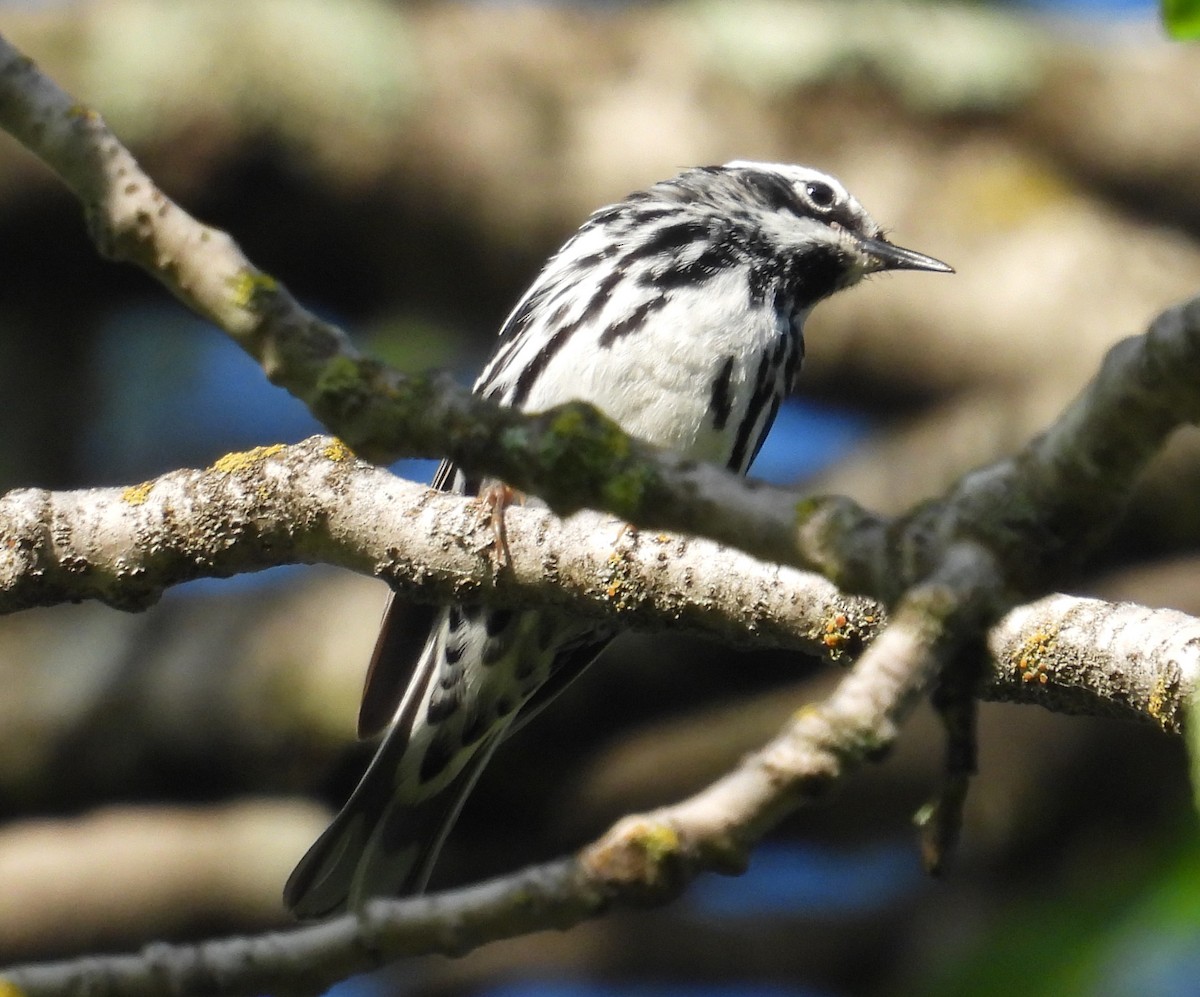 Black-and-white Warbler - ML620804082