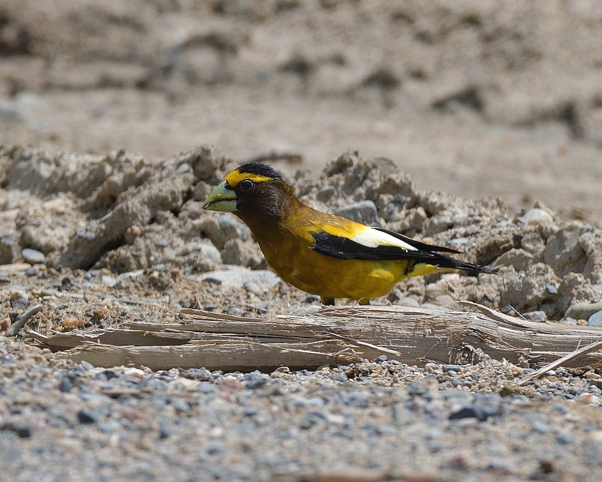 Evening Grosbeak - Pierre Noel