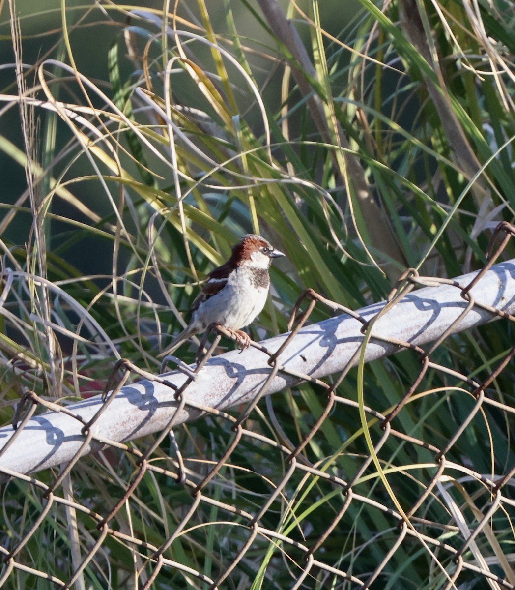 Moineau domestique - ML620804089