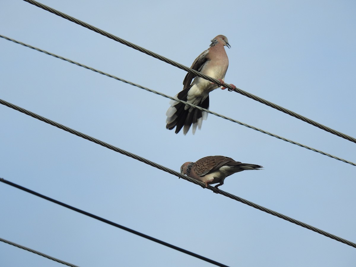 Spotted Dove - ML620804097