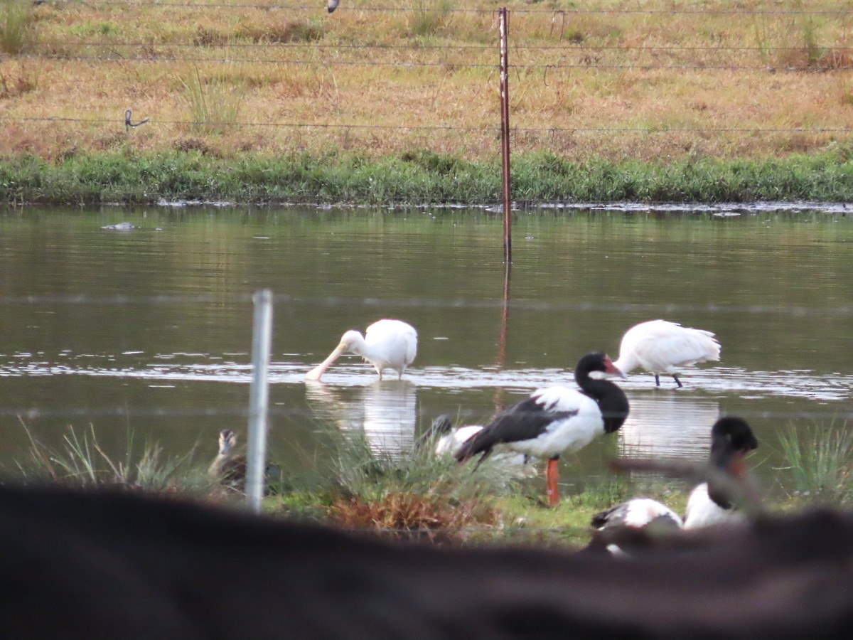 Yellow-billed Spoonbill - ML620804100