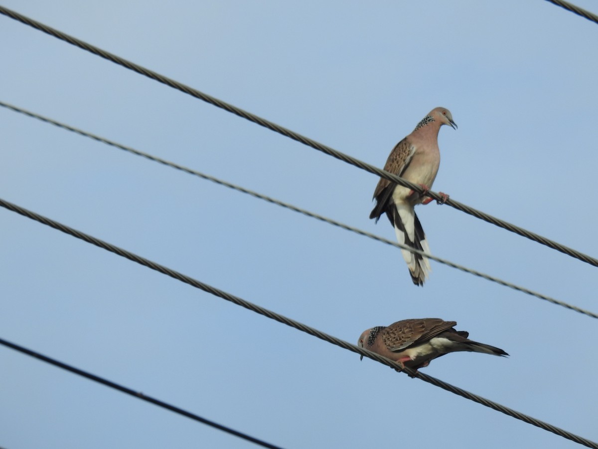 Spotted Dove - Monica Mesch