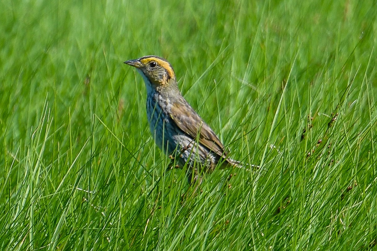 Bruant à queue aiguë - ML620804109