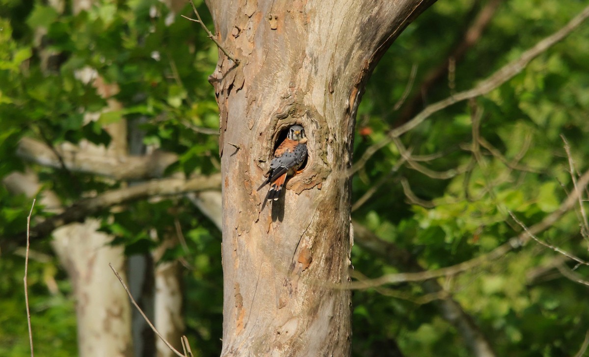 American Kestrel - ML620804123