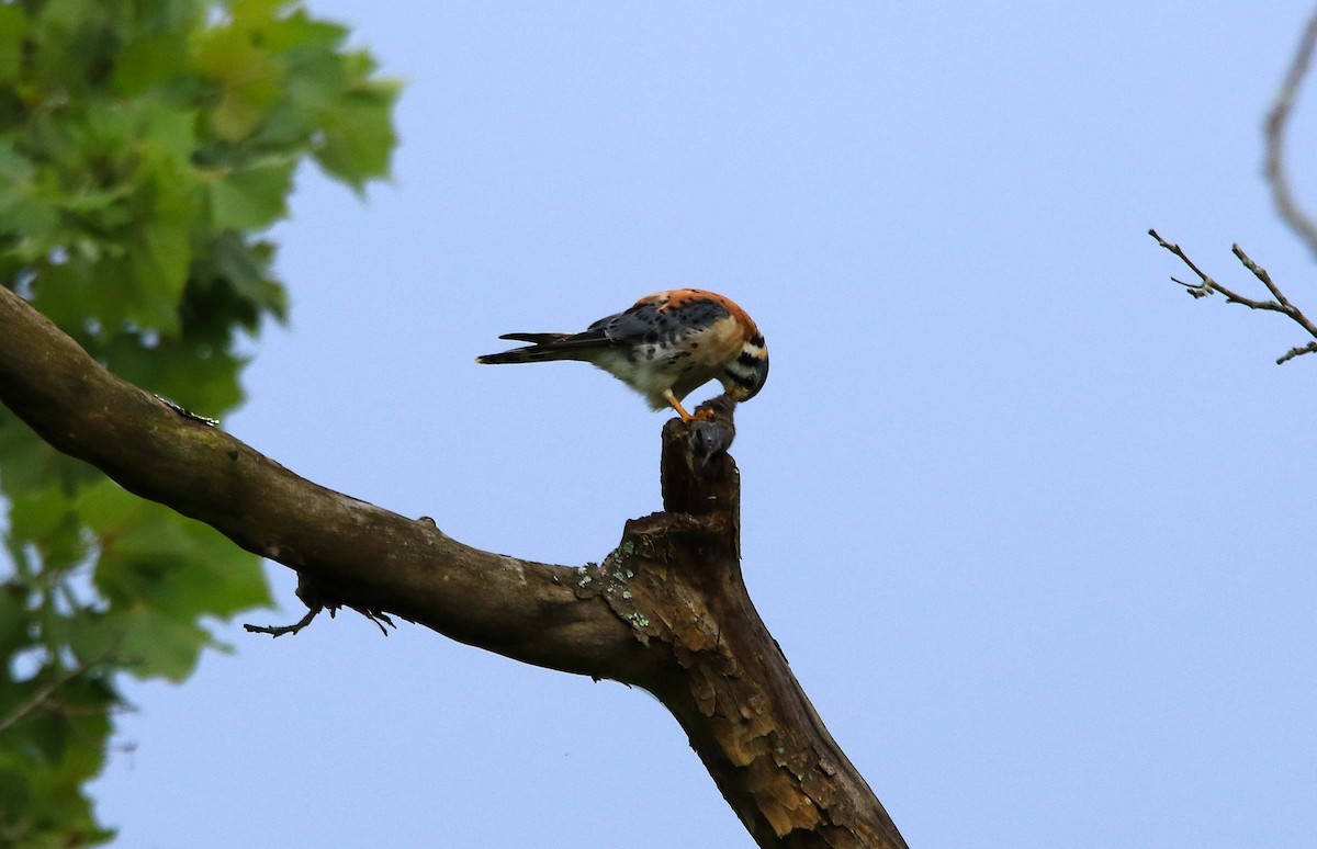 American Kestrel - ML620804124