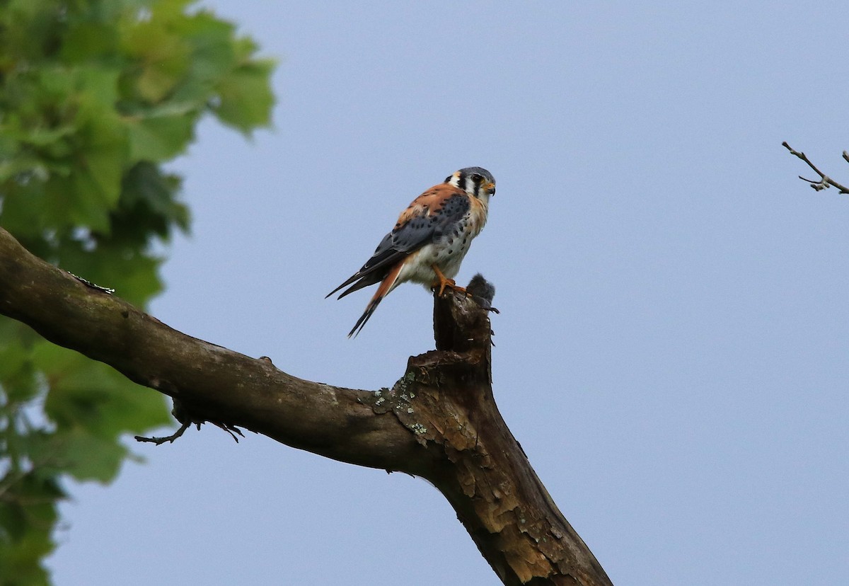 American Kestrel - ML620804126