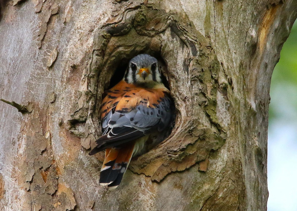 American Kestrel - ML620804127