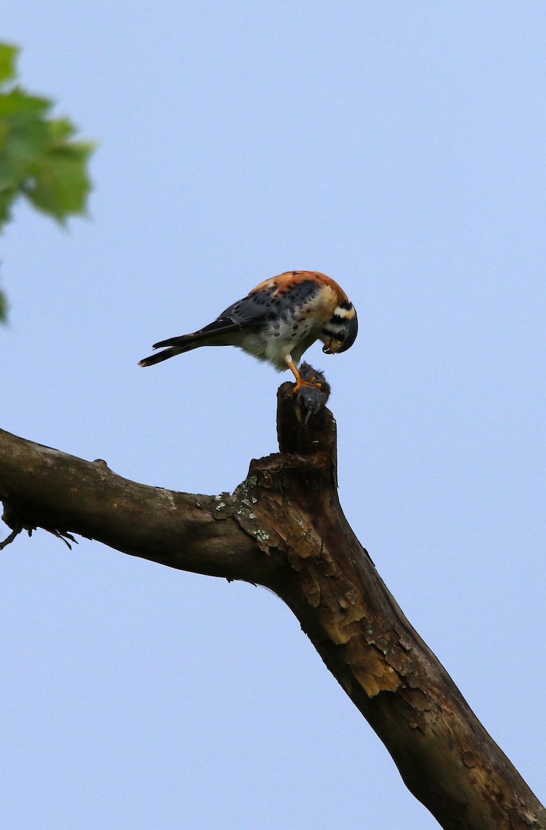 American Kestrel - ML620804132