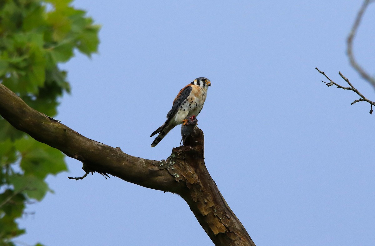 American Kestrel - ML620804133