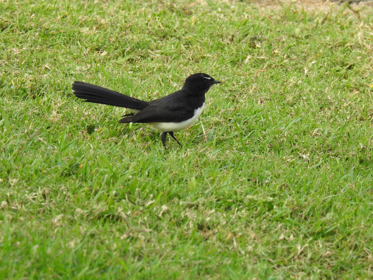 Willie-wagtail - ML620804135