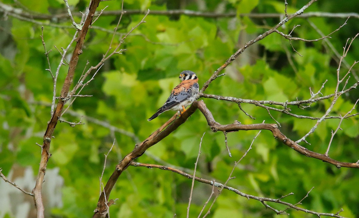 American Kestrel - ML620804137