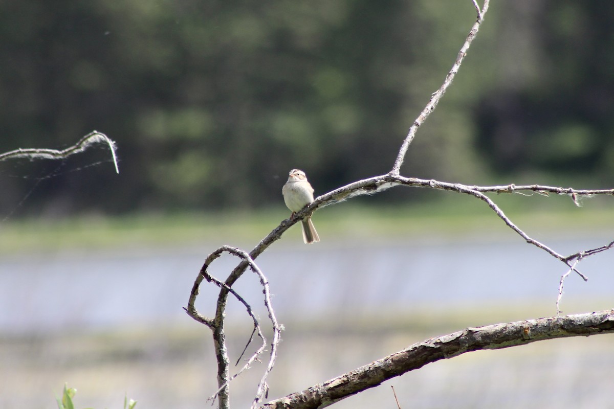 Clay-colored Sparrow - ML620804139