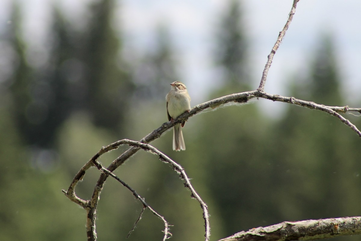 Clay-colored Sparrow - ML620804143