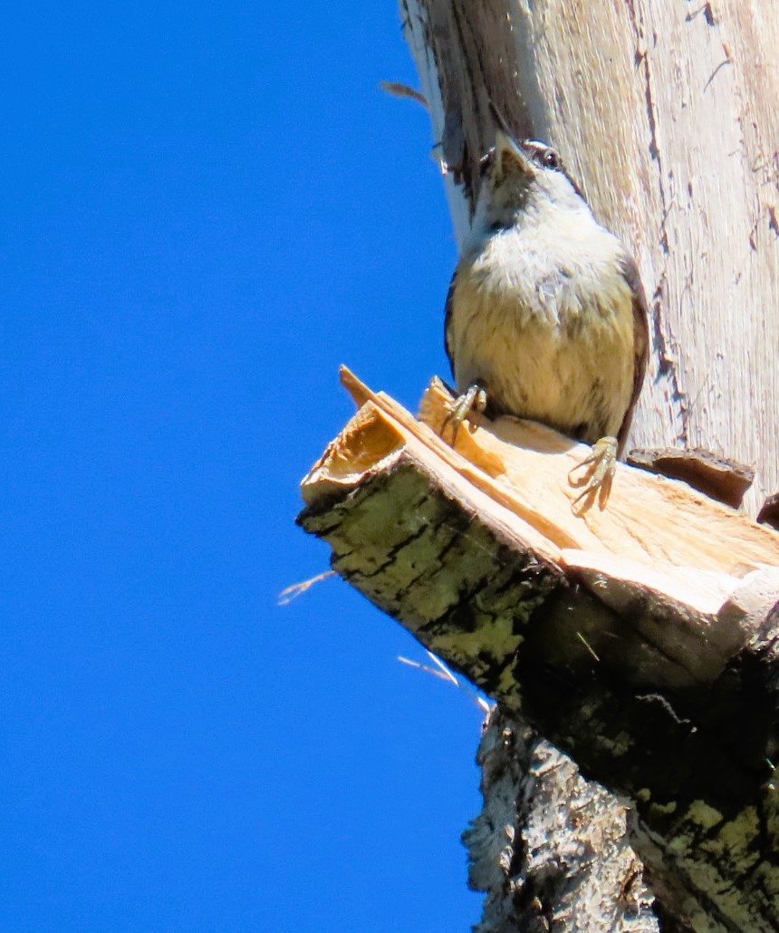 Red-breasted Nuthatch - ML620804144