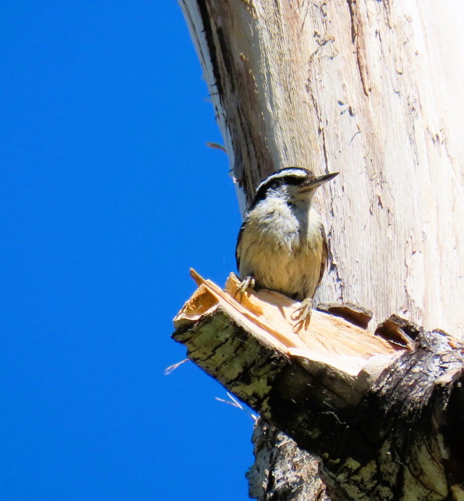 Red-breasted Nuthatch - ML620804146