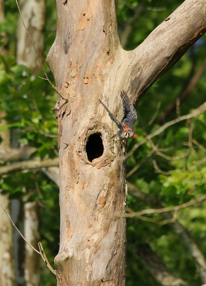 American Kestrel - ML620804148