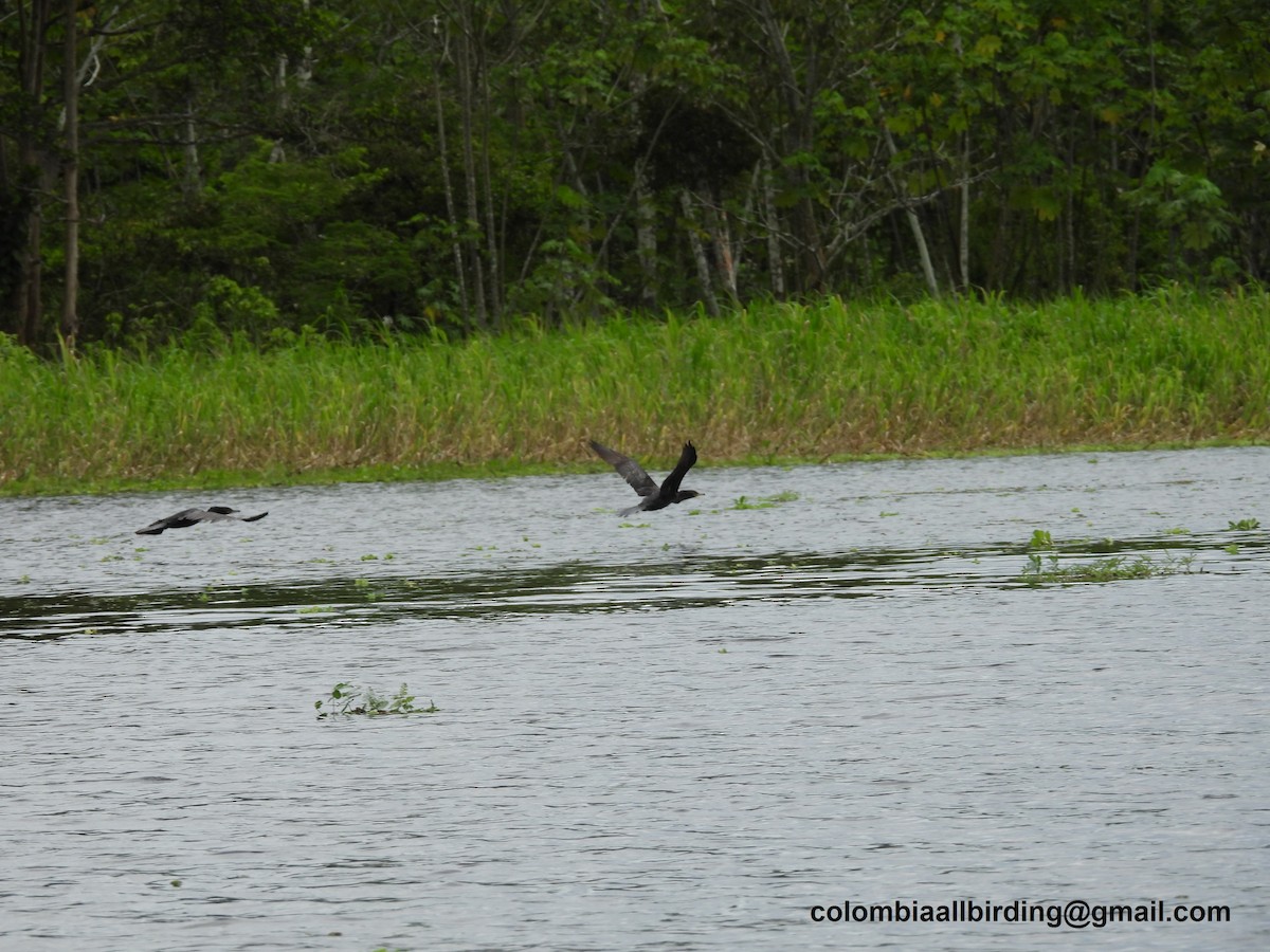 Neotropic Cormorant - Urias Edgardo  Gonzalez Carreño