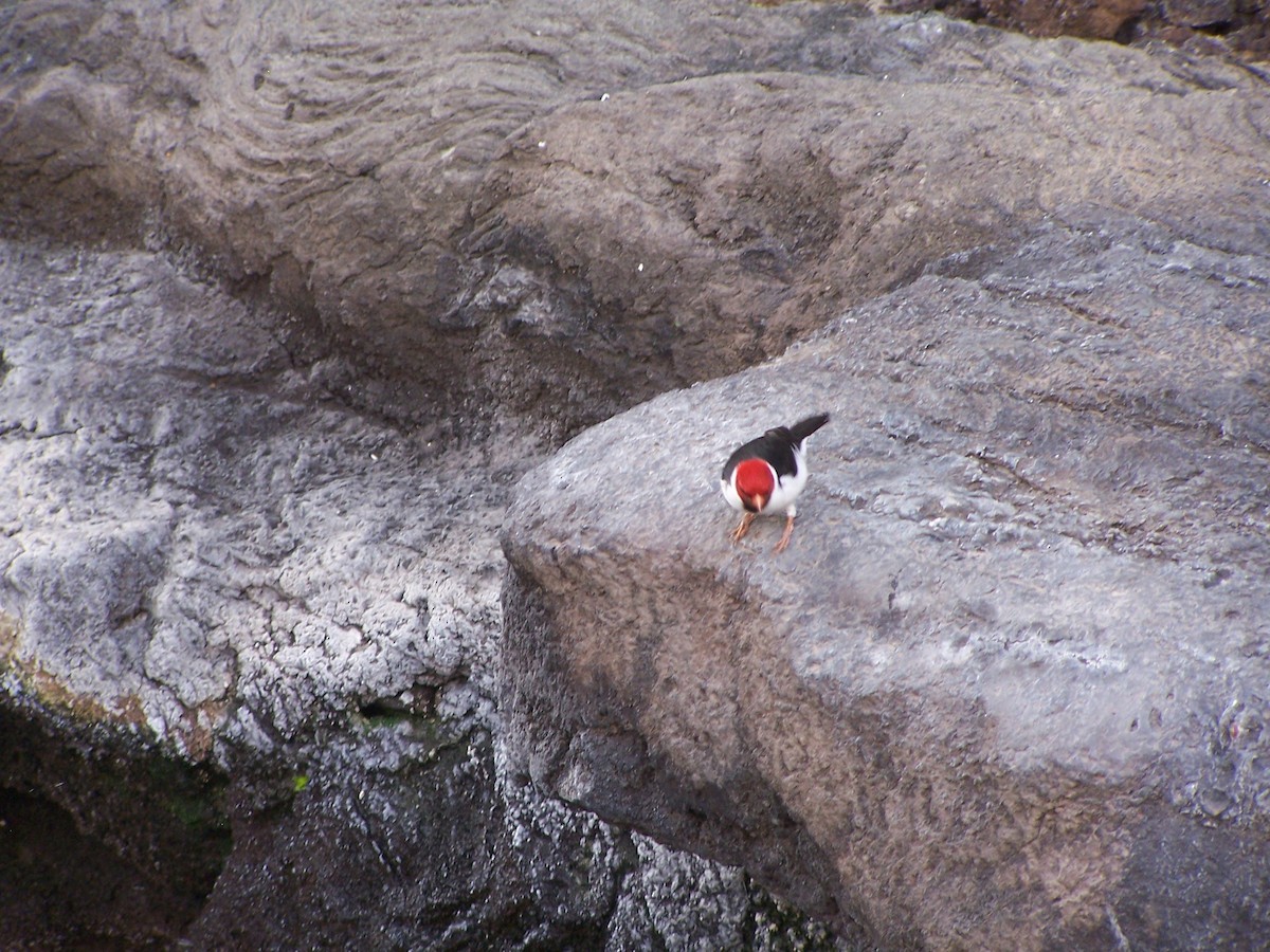 Yellow-billed Cardinal - ML620804153