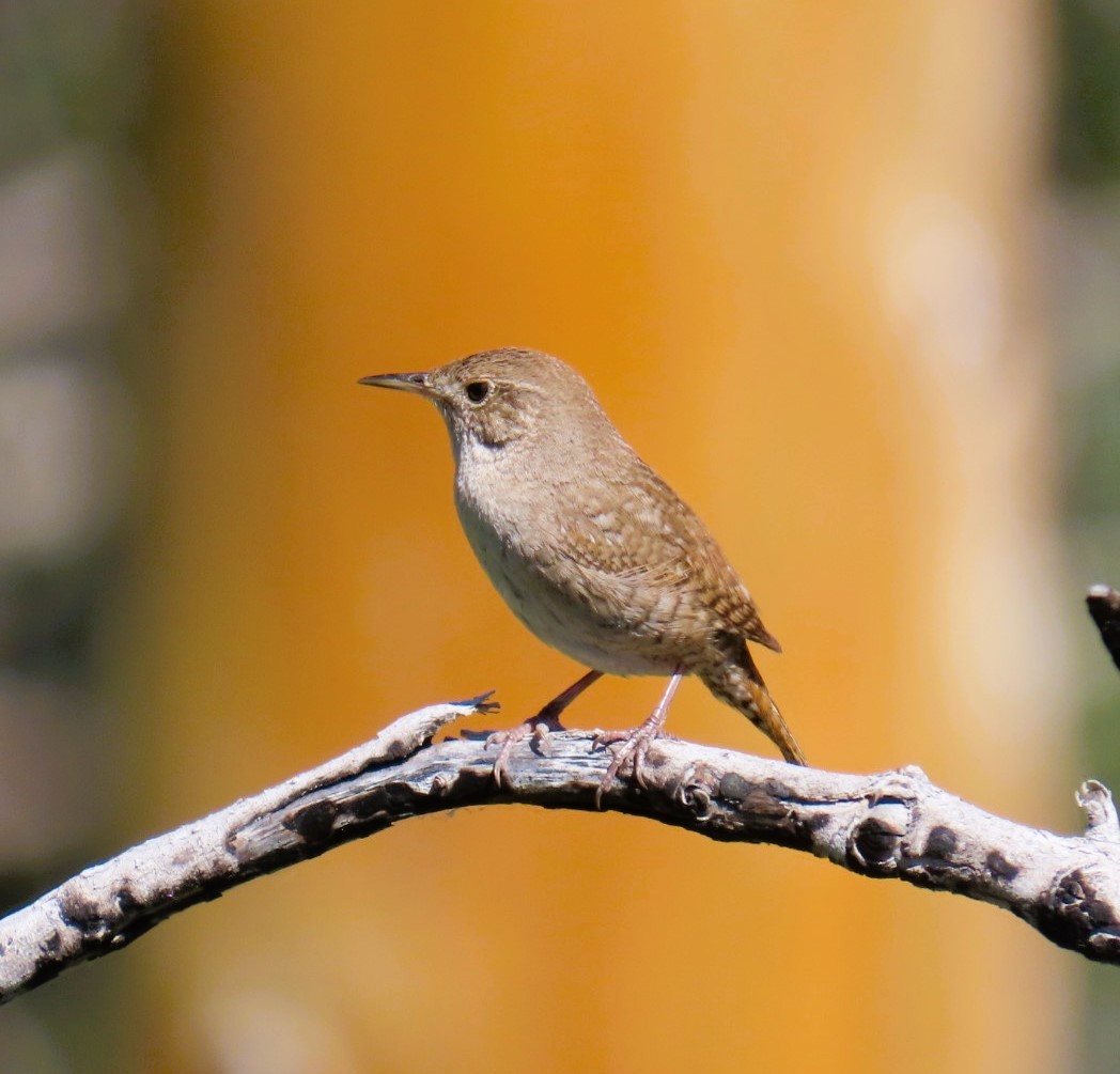 House Wren - ML620804154