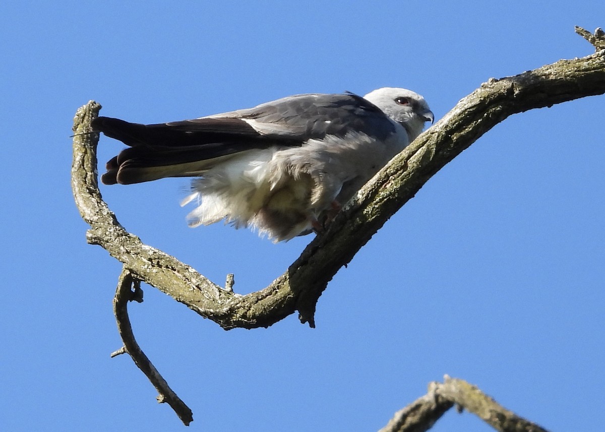 Mississippi Kite - ML620804156