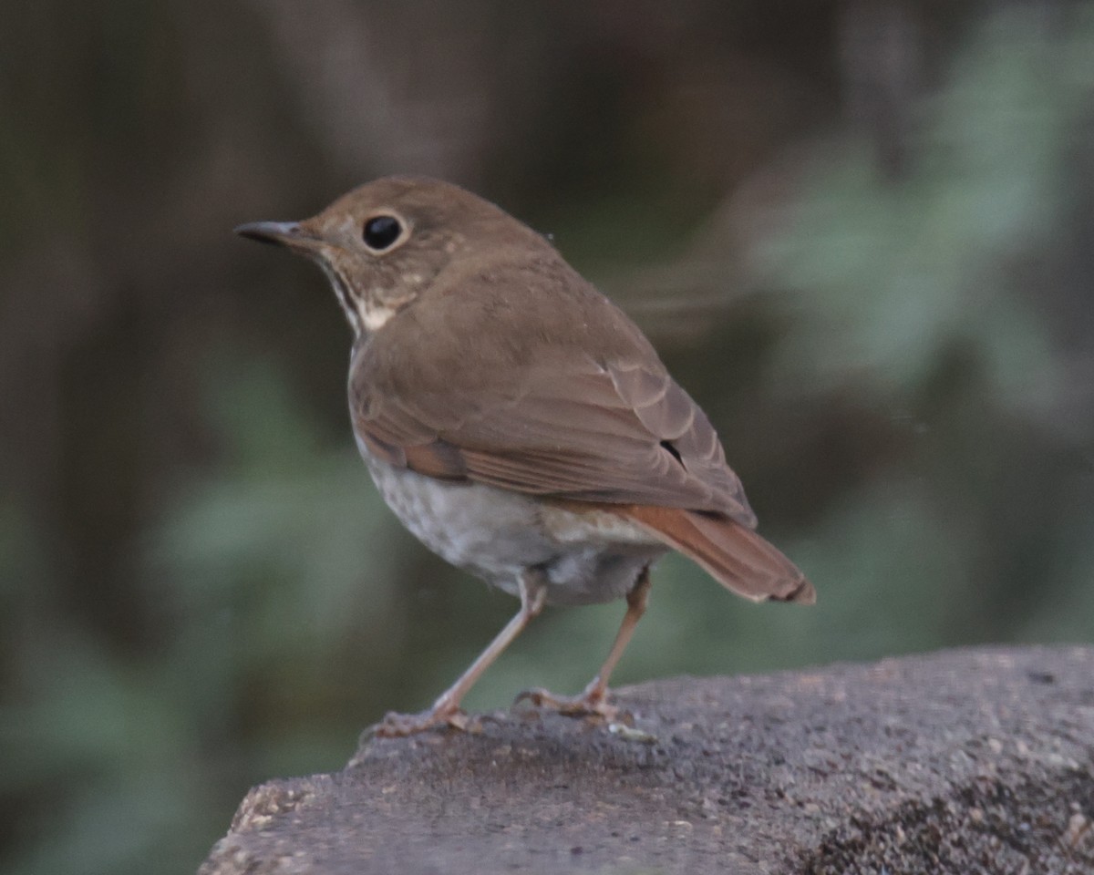 Hermit Thrush - ML620804157