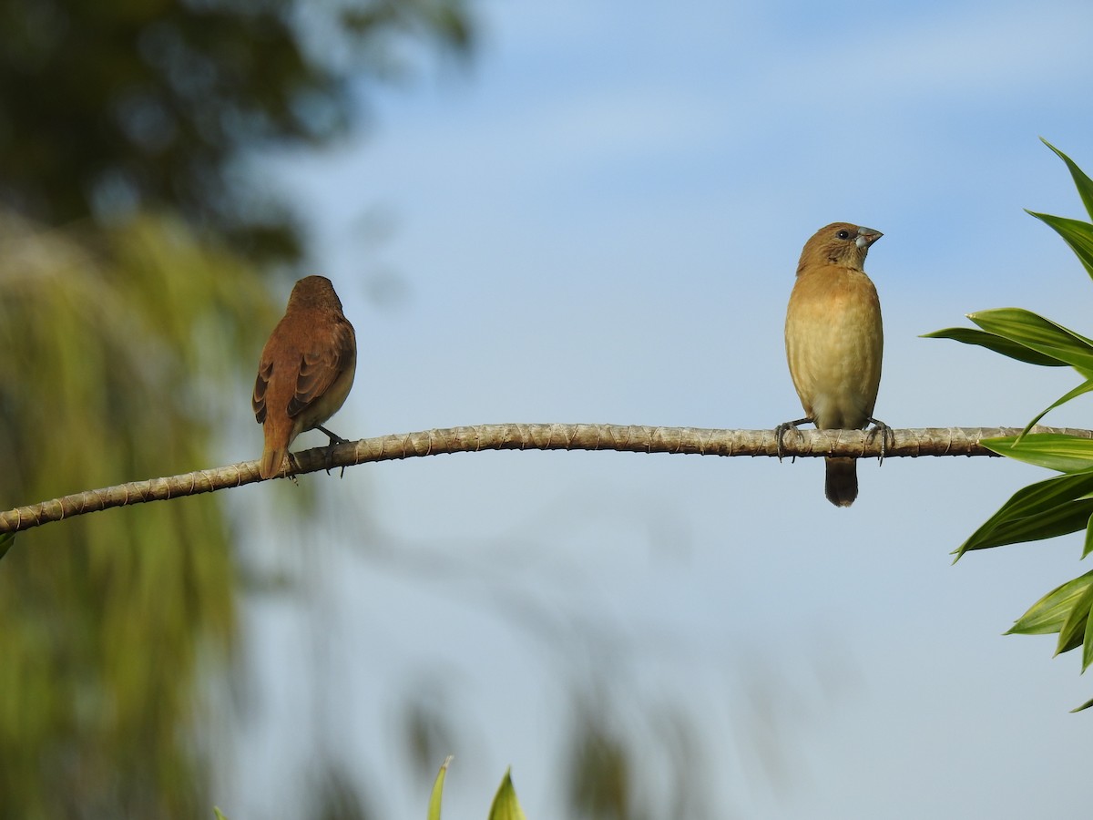 Chestnut-breasted Munia - ML620804159