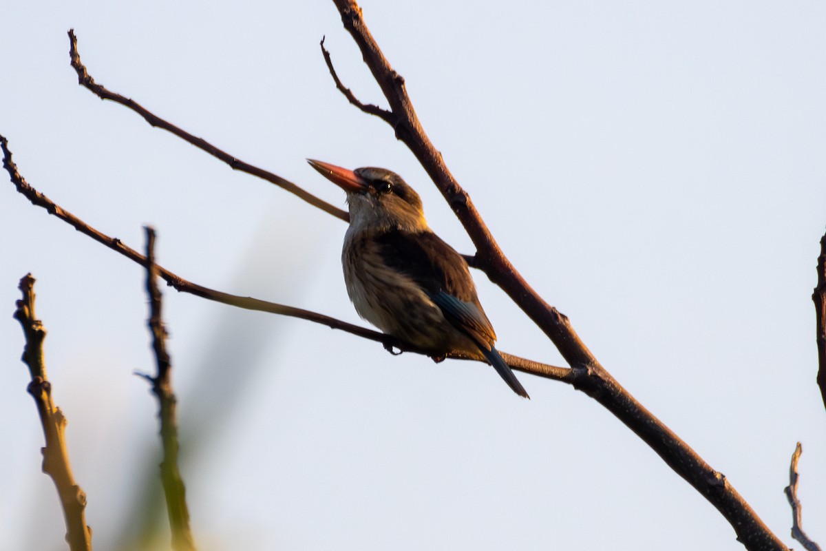 Brown-hooded Kingfisher - ML620804163