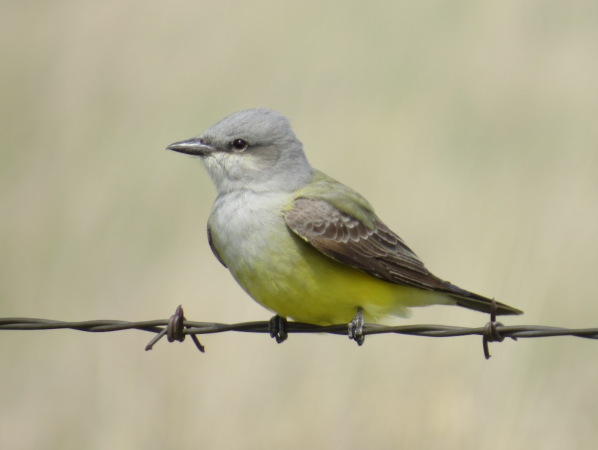 Western Kingbird - Tom Rohrer