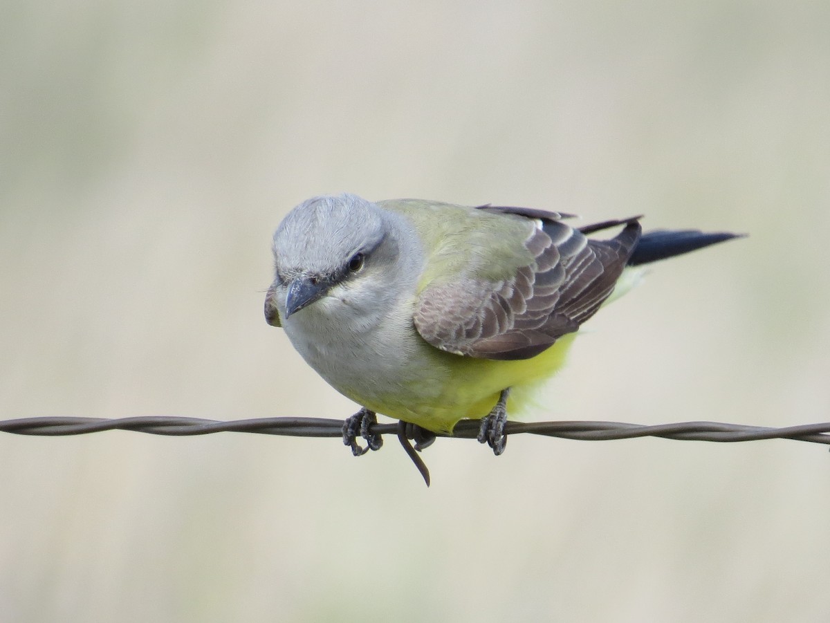 Western Kingbird - ML620804166